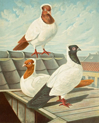 Gustav Prtz - C Vestalis.webp