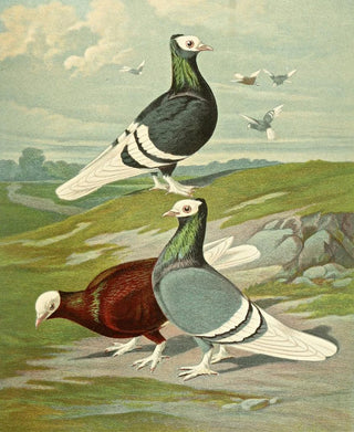 Gustav Prtz - C albicauda.webp