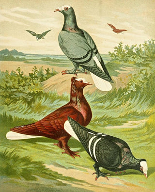 Gustav Prtz - C albiceps.webp