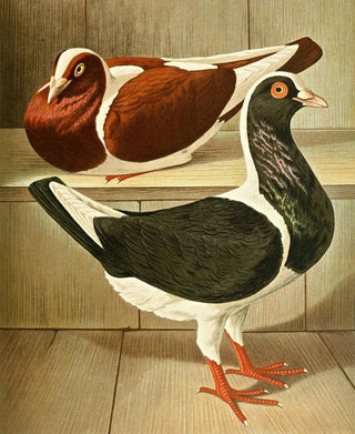 Gustav Prtz - C austriaca Washington.webp