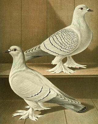 Gustav Prtz - C badia C farinosa.webp