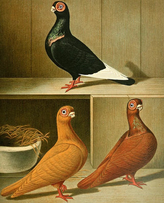 Gustav Prtz - C barbarica minima.webp
