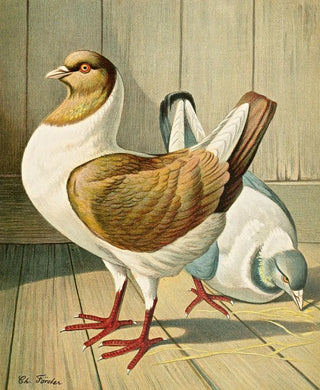 Gustav Prtz - C brachyura Brm.webp