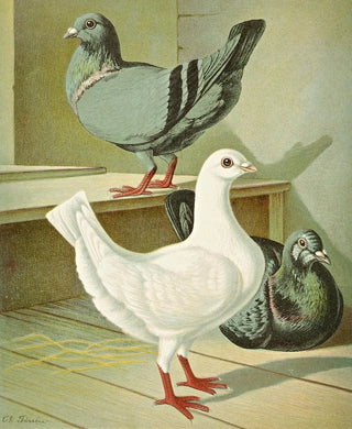 Gustav Prtz - C brevicauda.webp