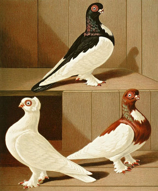 Gustav Prtz - C brevirostris s albifrons.webp