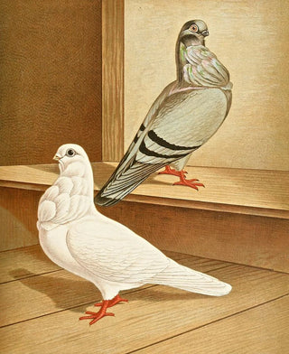 Gustav Prtz - C bubo media.webp