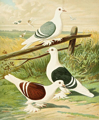 Gustav Prtz - C clypeata.webp