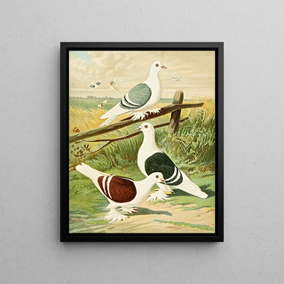 Gustav Prtz - C clypeata.webp