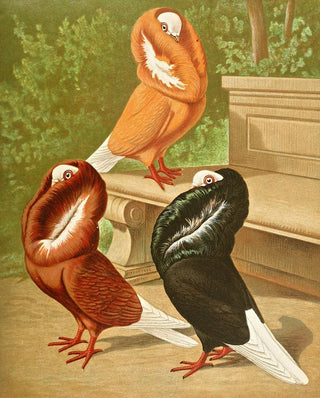 Gustav Prtz - C cucullata.webp