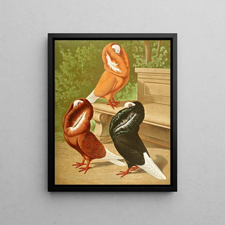 Gustav Prtz - C cucullata.webp