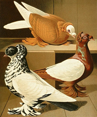 Gustav Prtz - C dasypus.webp