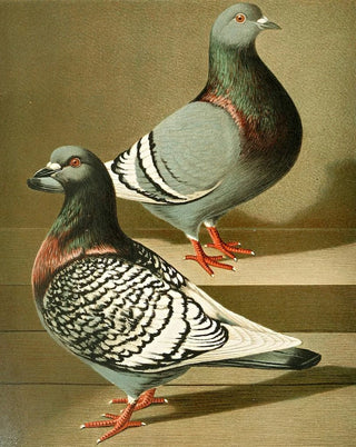Gustav Prtz - C dom agr robuusta.webp