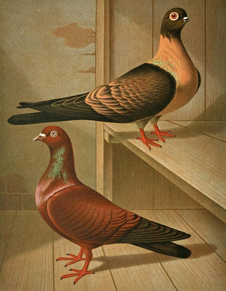 Gustav Prtz - C fulgens C cypselus.webp