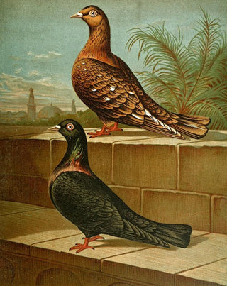 Gustav Prtz - C gestuosa.webp