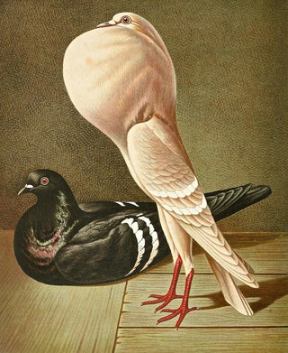 Gustav Prtz - C gutturosa minima.webp