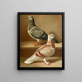 Gustav Prtz - C hispida.webp