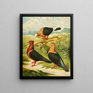 Gustav Prtz - C illyrica.webp