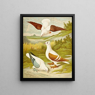 Gustav Prtz - C sterninae.webp
