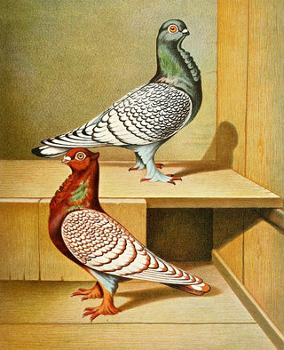 Gustav Prtz - C stictae.webp
