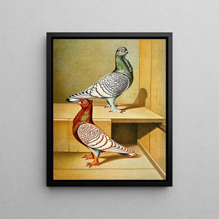 Gustav Prtz - C stictae.webp