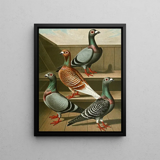Gustav Prtz - C tabellaria europea.webp