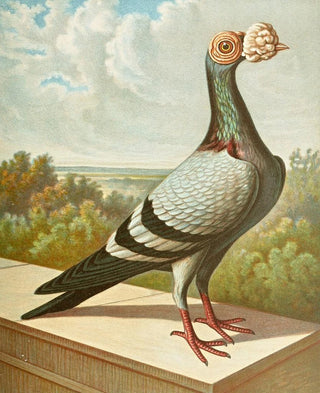 Gustav Prtz - C tabellarica persica.webp