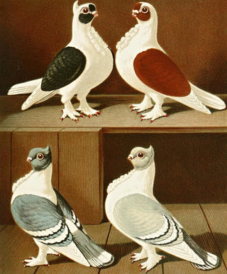 Gustav Prtz - C turbitinae.webp