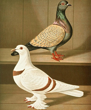 Gustav Prtz - C vietoriae C helvetiae.webp