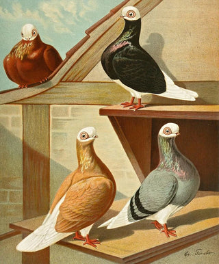 Gustav Prtz - Englische Weisskpfe Baldheads.webp