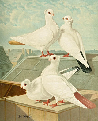 Gustav Prtz - Farbenchwnzige Deutsche Mvchen.webp