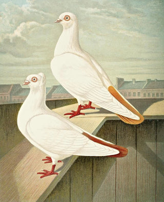 Gustav Prtz - Farbenscwnziger Tmmler.webp