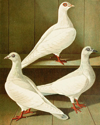 Gustav Prtz - Glattfssige Flachstirnige LangschnabelTmmler.webp