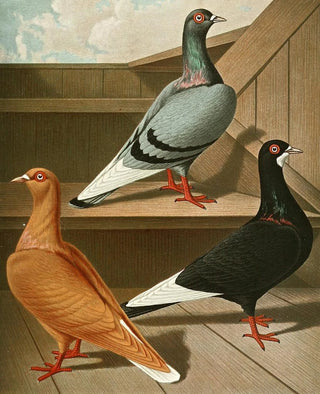 Gustav Prtz - Glattfssige Flachstirnige LangschnabelTmmler II.webp