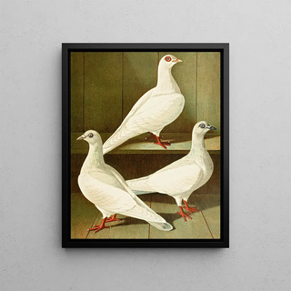 Gustav Prtz - Glattfssige Flachstirnige LangschnabelTmmler.webp