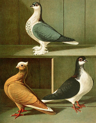 Gustav Prtz - Indische Tmmler.webp