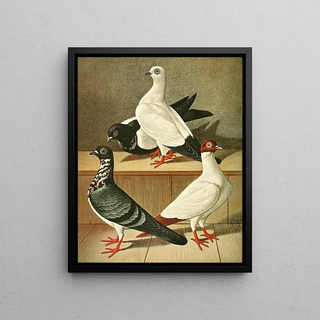 Gustav Prtz - Weiner Flachstirnige LangschnabelTmmler.webp