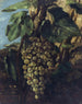 Grona winogron - Gustave Courbet — widok dzieła