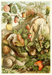 Mollusques terrestres - H Morin — widok dzieła