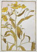 Herbe à éternuer - Hannah Borger Overbeck — widok dzieła