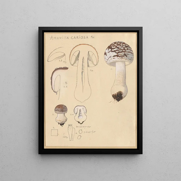 Hans Walty - Amanita cariosa.webp