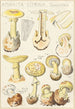 Amanita cytrynowa - Hans Baldung — widok dzieła