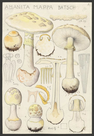 Hans Walty - Amanita mappa Batsch 2.webp