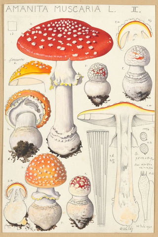 Hans Walty - Amanita muscaria L.webp