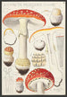 Amanite tue-mouches Linné - Hans Baldung — widok dzieła