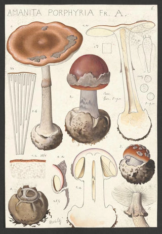Hans Walty - Amanita porphyria Fr A.webp