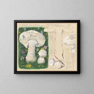 Hans Walty - Amanita solitaria Bull pellita Gillet II secretan.webp