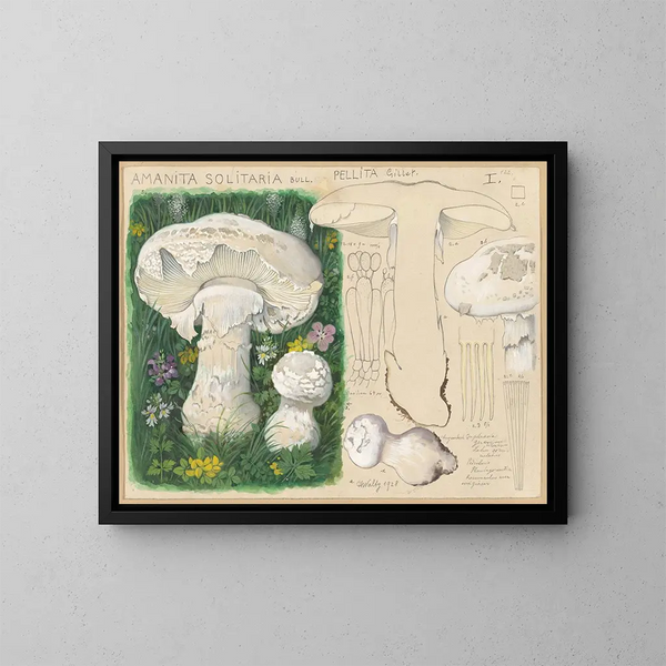 Amanite solitaire - Hans Baldung — oprawiony obraz na ścianie