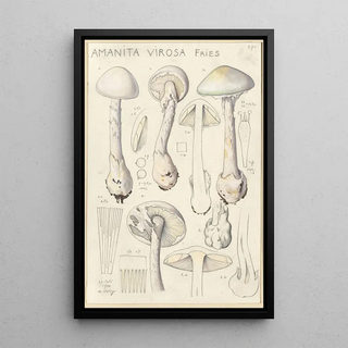 Hans Walty - Amanita virosa.webp