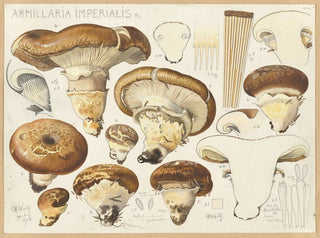 Armillaria impérialis - Hans Baldung — widok dzieła