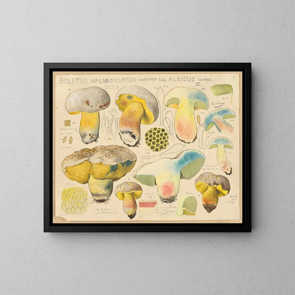Boletus appendiculatus var. albidus - Hans Baldung — oprawiony obraz na ścianie
